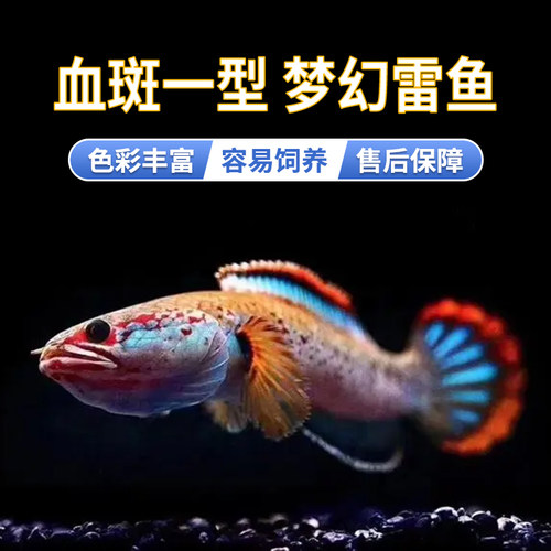 血一血斑一型小型雷龙鱼凶猛淡水
