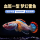 梦幻冰火雷龙发色漂亮凶猛小型鱼 血斑一型 血斑雷龙1型 血一雷龙