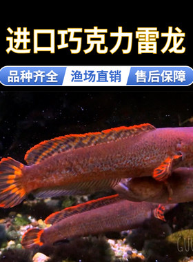 观赏鱼阿萨姆奶茶七彩巧克力雷龙