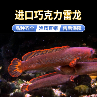 七彩巧克力阿萨姆奶茶火背黄金眼镜蛇金尘酒红血斑火背雷龙观赏鱼