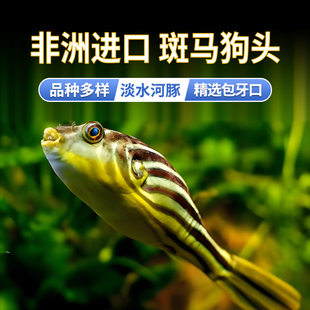 包邮 淡水观赏鱼河豚斑马v字毛毛皇冠狗头活体非洲潜水艇 进口包牙