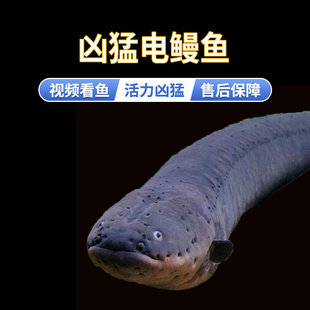 电鳗鱼亚马逊凶猛发电机黑鬼鳗鱼南美洲电鳗鱼苗活体淡水鱼观赏鱼