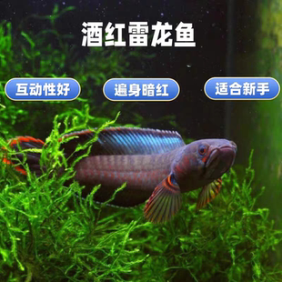 酒红 奶茶雷龙鱼观赏鱼冷水鱼红尾龙鱼凶猛淡水活体彩虹雷龙鱼