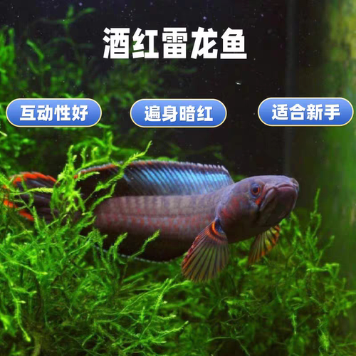 酒红雷龙鱼观赏鱼冷水鱼