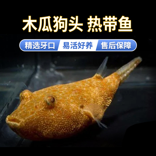 包邮 木瓜狗头 特价 淡水活体热带观赏鱼 精品凶猛肉食性宠物河豚