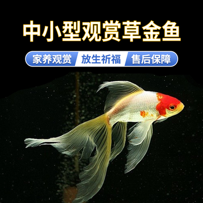 耐活好养草金鱼锦鲤鱼冷水鱼活饵