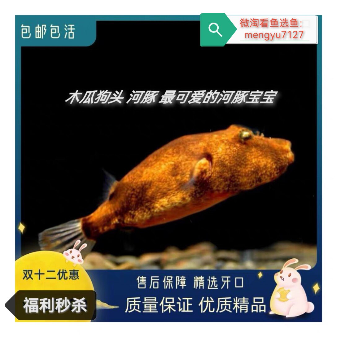 木瓜狗头 精品凶猛肉食性宠物河豚 淡水活体热带观赏鱼 特价包邮