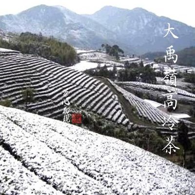 Itstea台北直邮高山茶王【特