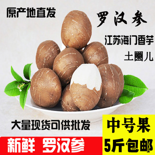 山东鲁参园单县罗汉参 金丝吊葫芦海门细皮香芋香芋参【中果】1斤