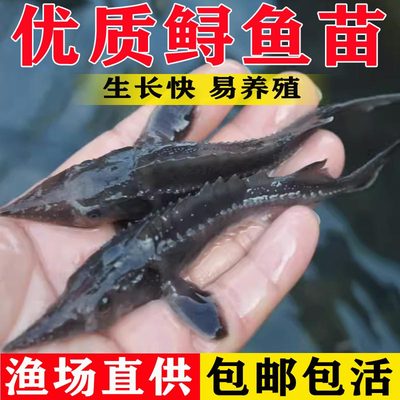 鳟鱼苗淡水养殖食用观赏鱼尖嘴鲟