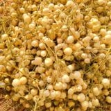 河南原产新鲜苦楝子 新货完整鲜果 中药材原料苦楝籽现摘现发