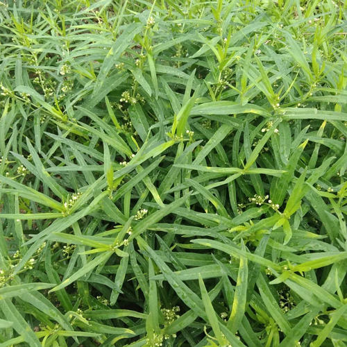 野生地梢瓜秧 老瓜瓢草 羊奶豆雀瓢草 女青 羊母奶草天然本草