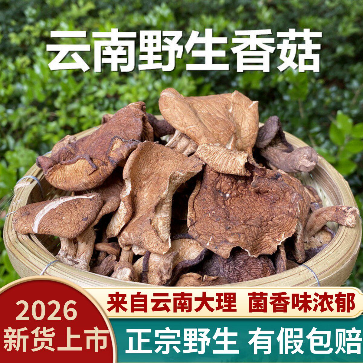 正宗云南野生香菇2026年干货天然丑香菇非人工椴木香菇新货菌菇