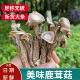 包邮 云南精选鹿茸菇干货500g散装 新货鹿茸菇脆嫩脆菇煲汤蘑菇特产