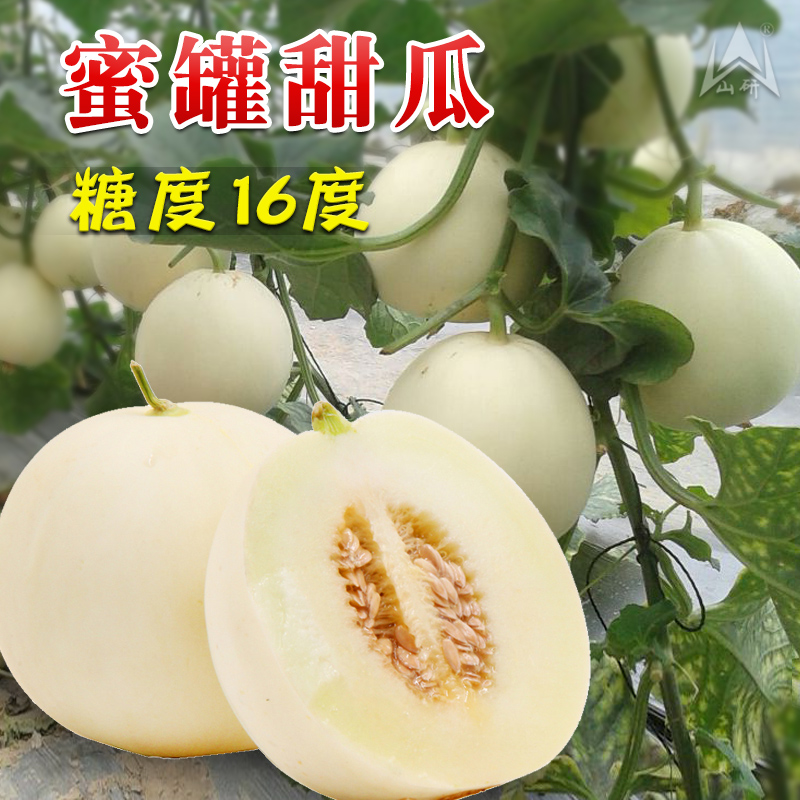 白皮蜜罐甜瓜种子香瓜种籽早熟春夏秋冬四季盆栽阳台蔬菜种孑包邮