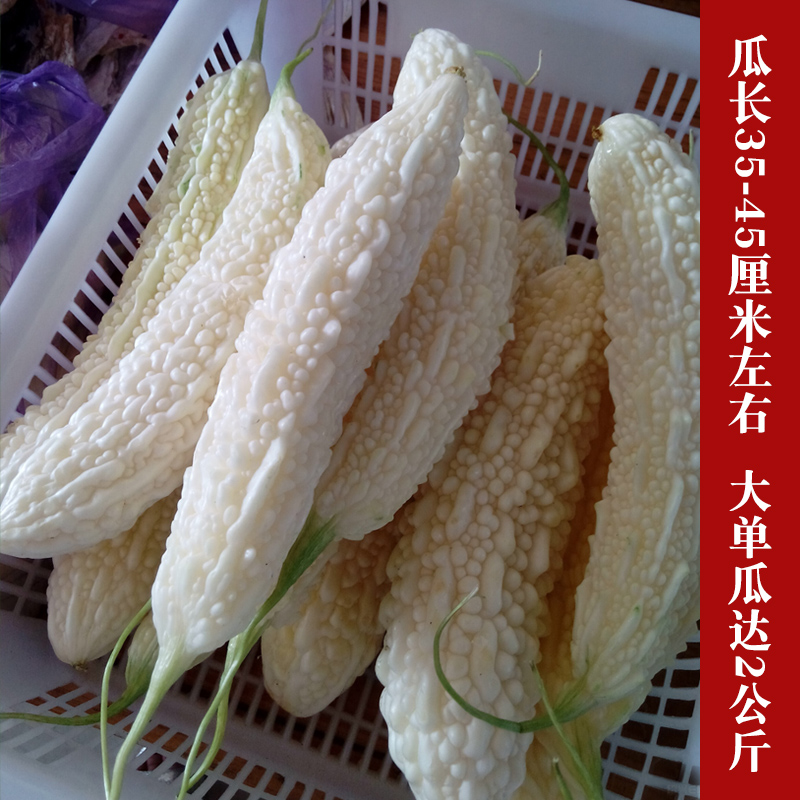 新蓝山白苦瓜种子耐热大果型疙瘩春夏秋冬四季阳台盆栽蔬菜孑包邮