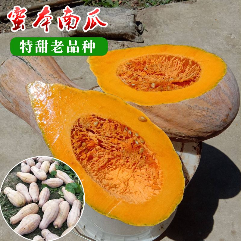 早熟早栗蜜本南瓜种子果长密本南瓜种籽食用香甜高产蔬菜种孑包邮