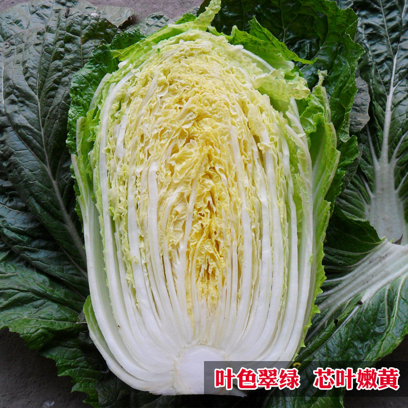 春菊大白菜种子耐抽苔黄心娃娃菜种籽春夏秋四季阳台蔬菜种孑包邮