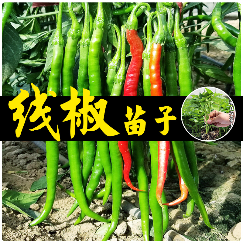 农家高产超长线椒种子杭椒虎皮薄皮辣椒籽春秋四季播种蔬菜种孑