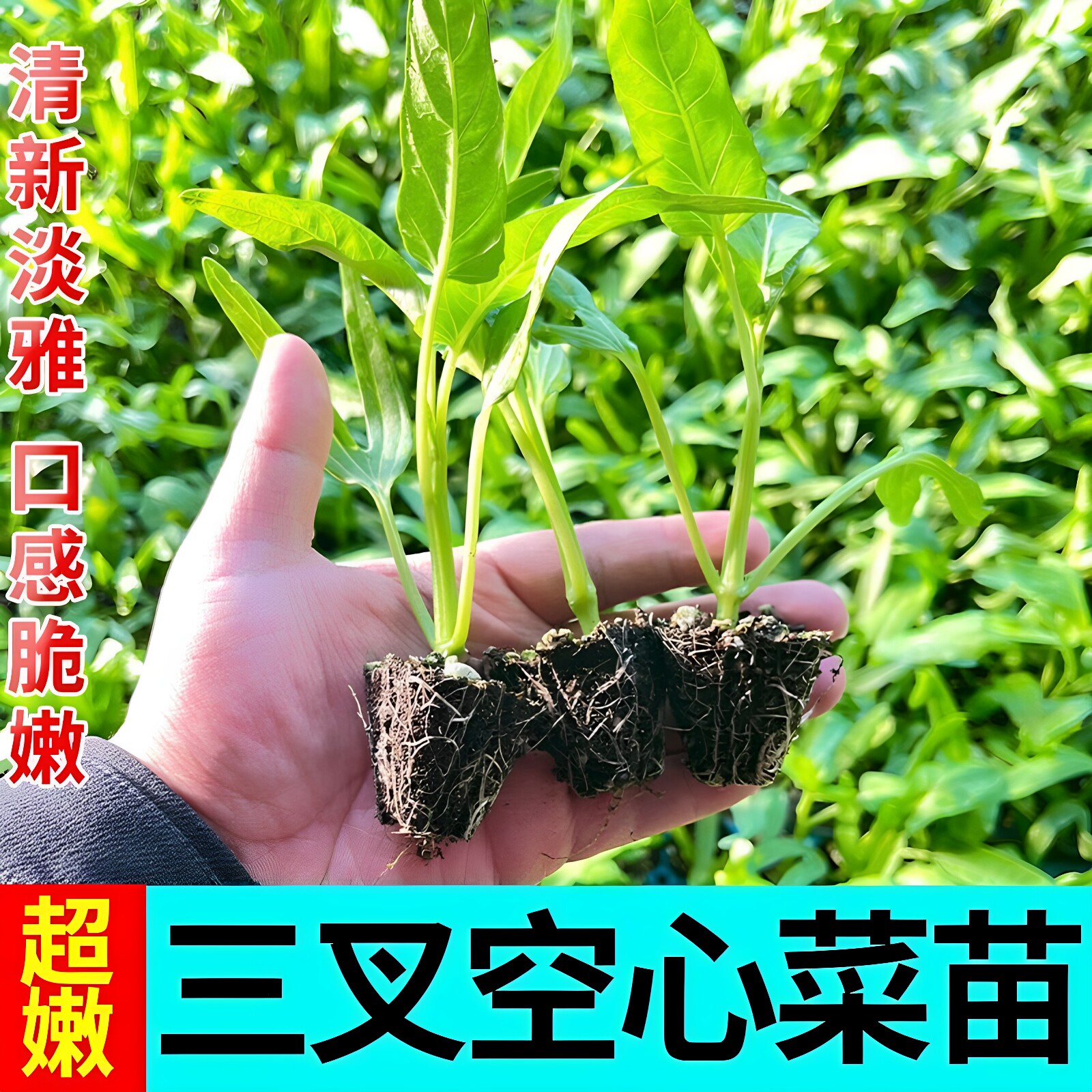 空心菜秧苗三叉空心菜苗带土球空心菜四季种植阳台庭院盆栽苗壮