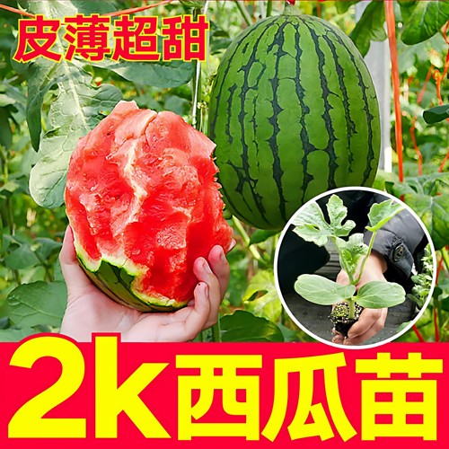 2k西瓜秧苗红瓤大西瓜种籽水果西瓜苗阳台庭院盆栽四季播蔬菜种苗