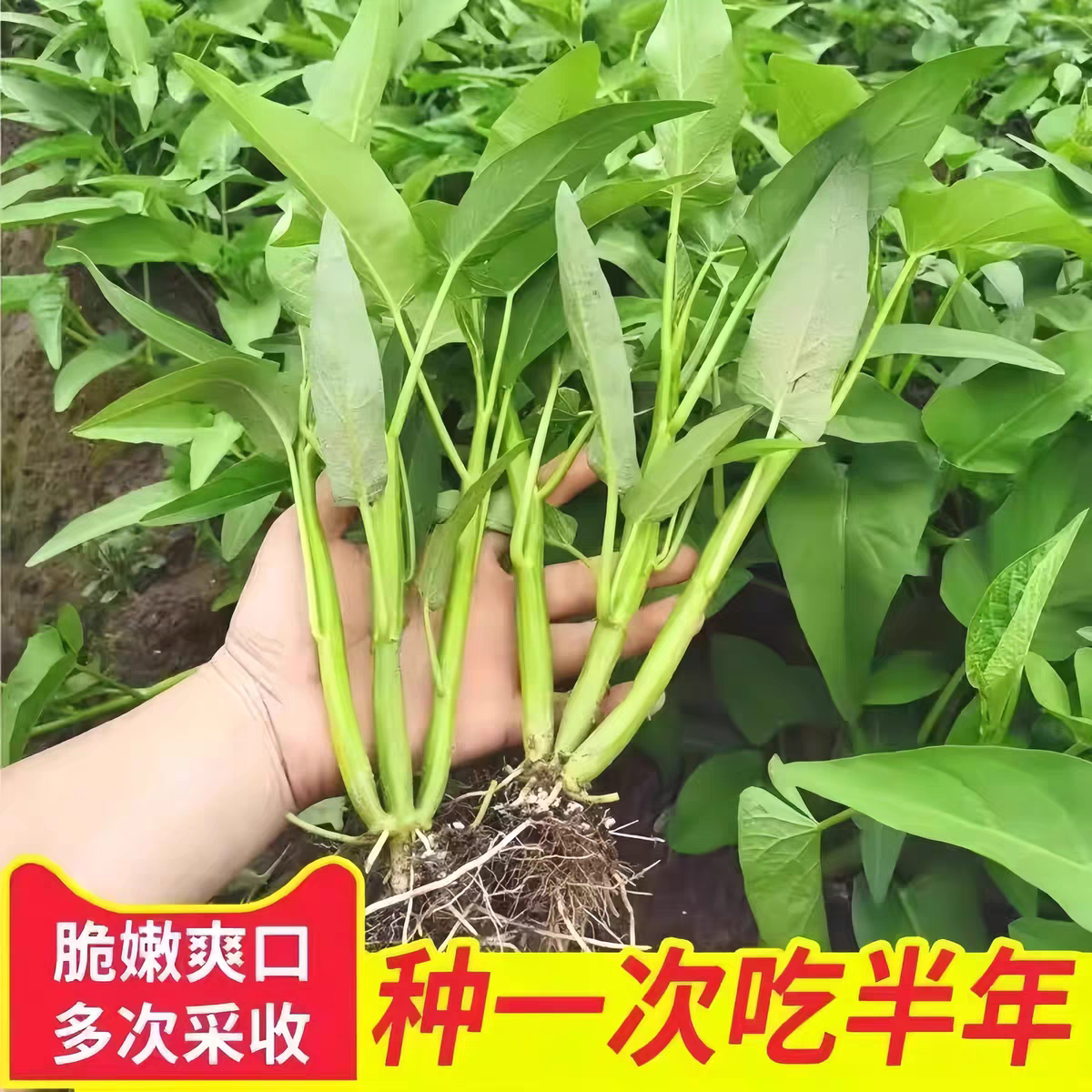 四季耐高温高产大叶空心菜秧苗