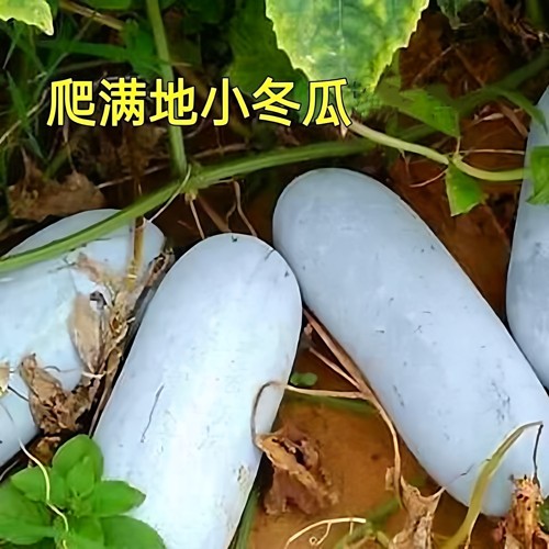 本地冬瓜秧苗农家自种老品种白冬瓜秧苗土种满地爬冬瓜应季蔬菜苗