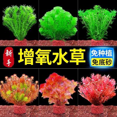 增氧水草新懒人装饰造景净化水质生态水草植物真草造景火山石鱼缸