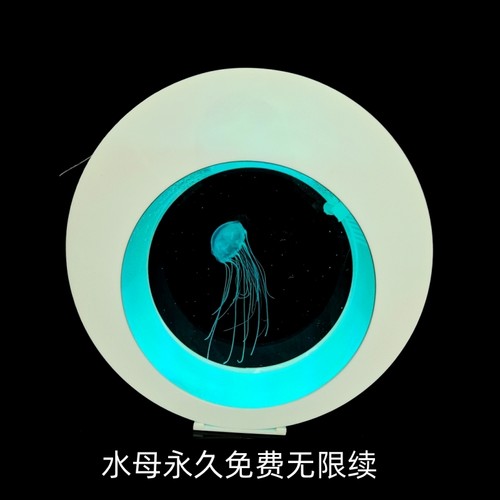 水母宠物好养保活永久保活生态缸