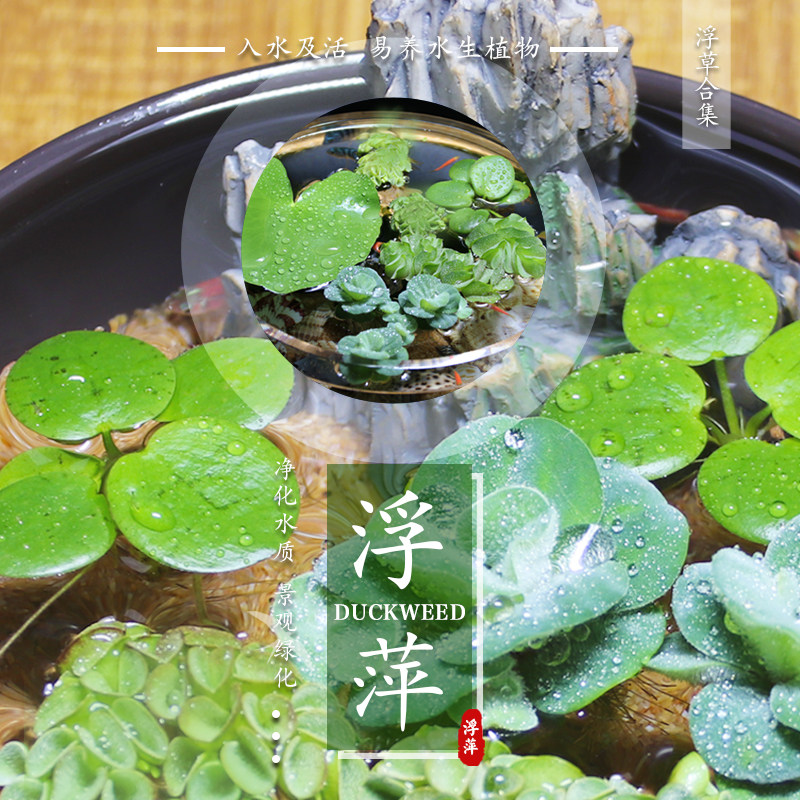 槐叶萍价格 槐叶萍图片 星期三