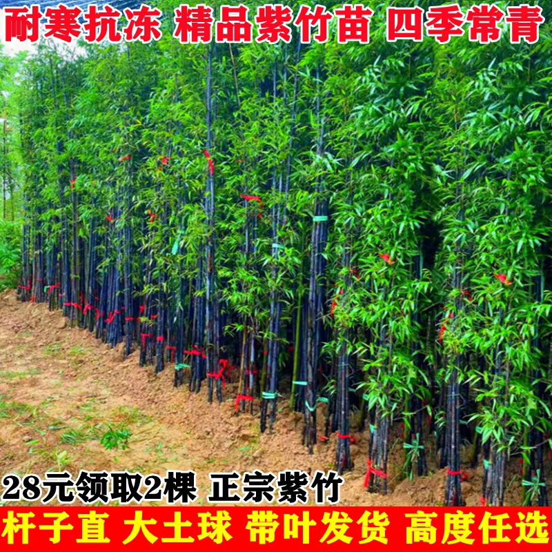 耐寒观赏竹子苗庭院四季青名贵竹子盆栽室内紫竹苗景观绿罗汉金竹