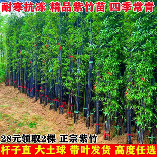 耐寒观赏竹子苗庭院四季青名贵竹子盆栽室内紫竹苗景观绿罗汉金竹