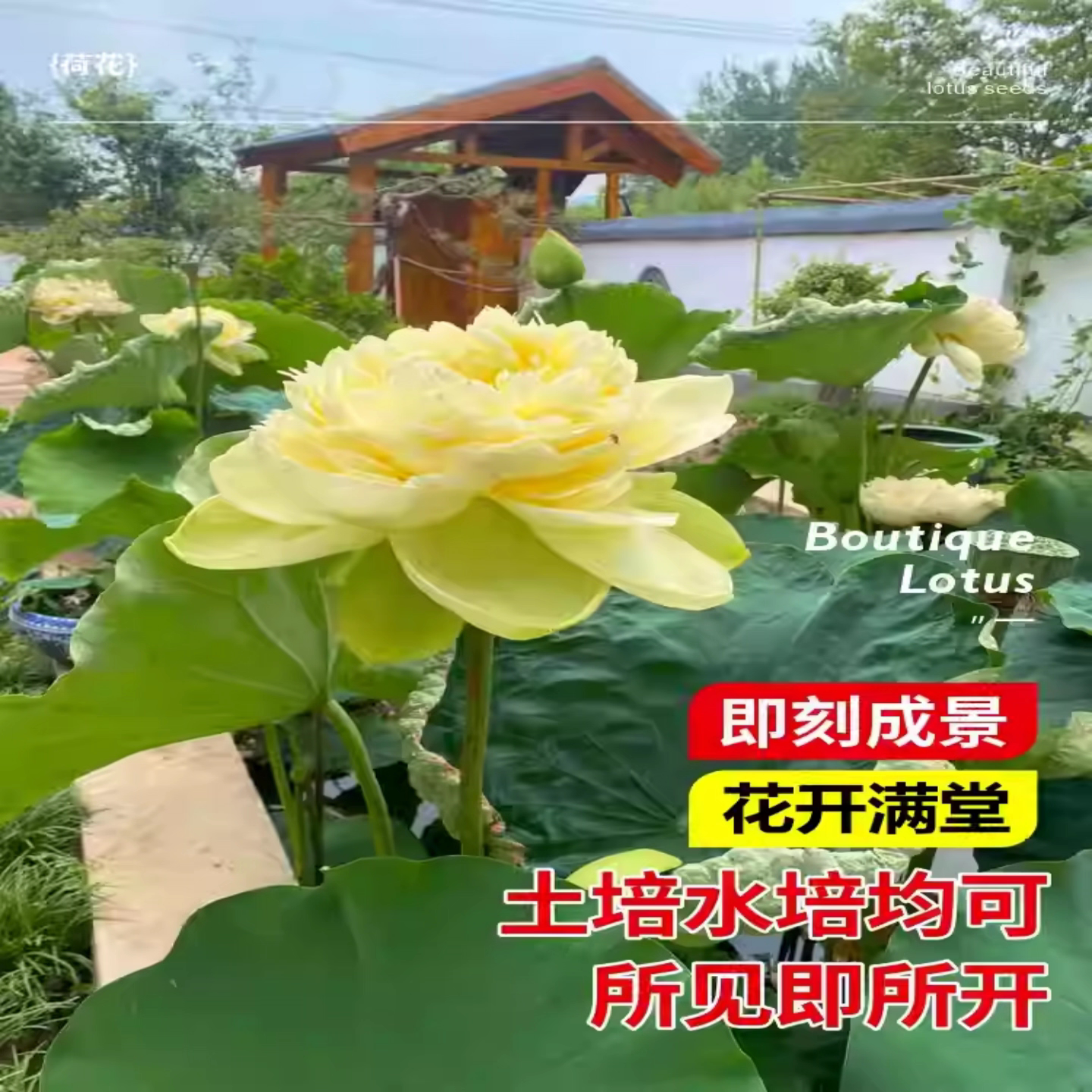 观赏食用荷花藕种苗盆栽水养鱼池塘缸栽莲花睡莲碗莲水培花卉种子