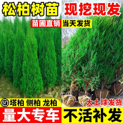松柏树苗四季常青柏树塔柏侧柏大号树苗道路绿化易活好养圆柏松树