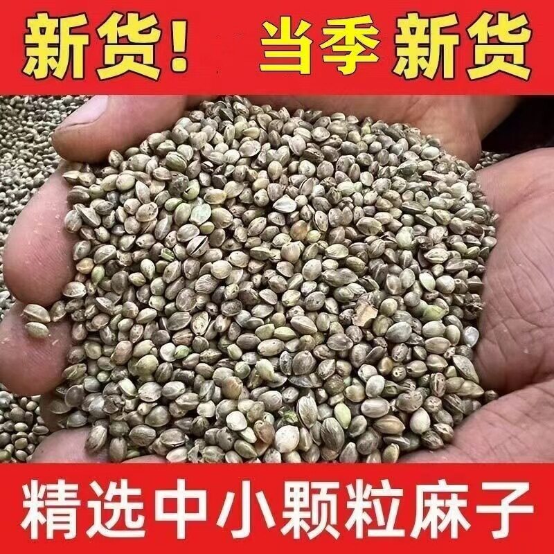 火麻仁火麻子线麻子大颗粒纸壳纸皮麻子鹦鹉鸟粮鸟用鸽粮图片