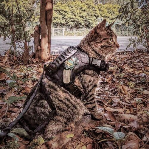 猫咪背带户外散步神器背心式牵引绳防丢新款战术胸背遛猫神器