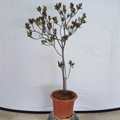 海岛春花石斑木盆栽南北方种植室内外花卉绿植盆景植物四季好养活