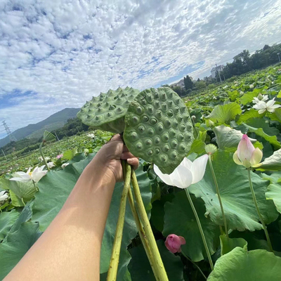 建德里叶白莲新鲜大莲蓬清晨采摘20个约5斤／箱江浙沪顺丰包邮