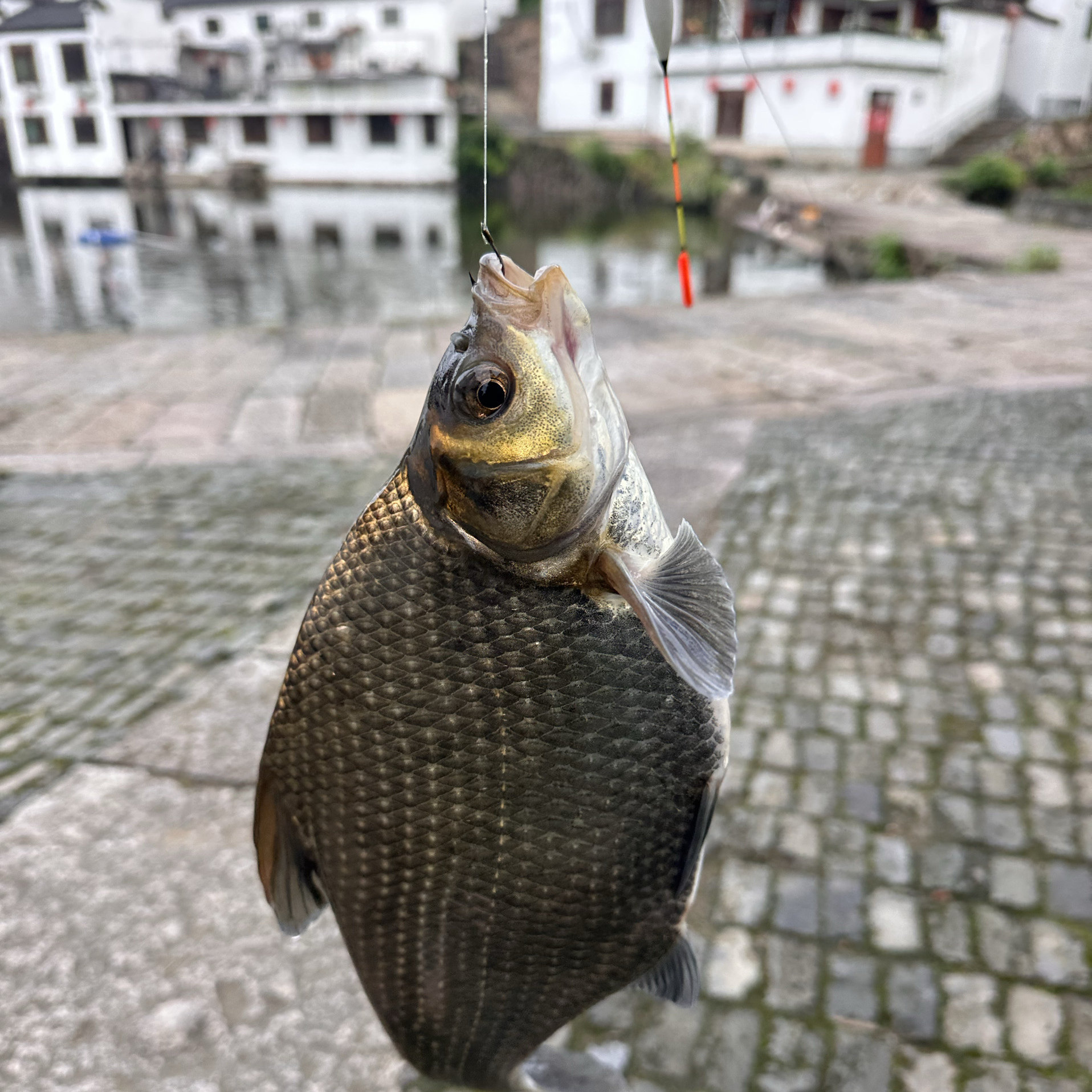 新鲜草鱼鲜活水产食用淡水食草鳊鱼现钓现发无饲料养3年约5.5斤