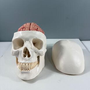 头骨带大脑解剖模型颅脑结构模型欧美头骨附带8部件脑模型仿真骨