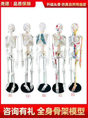 人体骨骼模型仿真人可拆卸全身小椎间盘医学脊柱小白骨架骷髅玩具