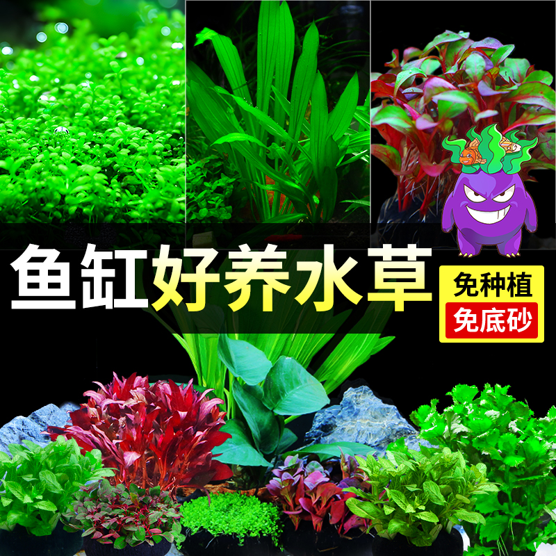 水草植物鱼缸真草造景生态全套摆件养鱼增氧铺底阴性水培净化绿植