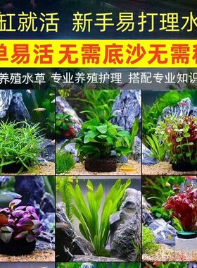 火山石鱼缸真水草红宫廷水草蜈蚣草羽毛净化水质懒人增氧装饰造景