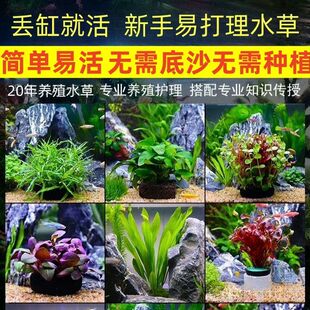 火山石鱼缸真水草红宫廷水草蜈蚣草羽毛净化水质懒人增氧装饰造景