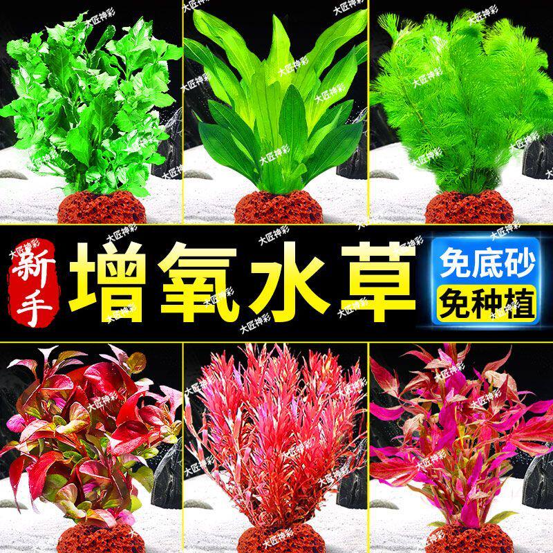 鱼缸水草植物造景净化水质火山制氧水草蜈蚣草鱼缸专用装饰新型摆