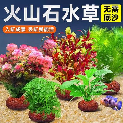 懒人增氧装饰造景净化水质火山石鱼缸真水草红宫廷水草蜈蚣草羽毛