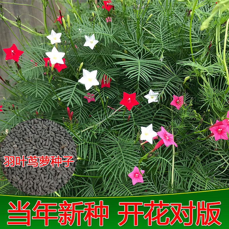 羽叶茑萝种子四季易种庭院攀援花卉阳台盆栽爬藤五角星花混色莺萝