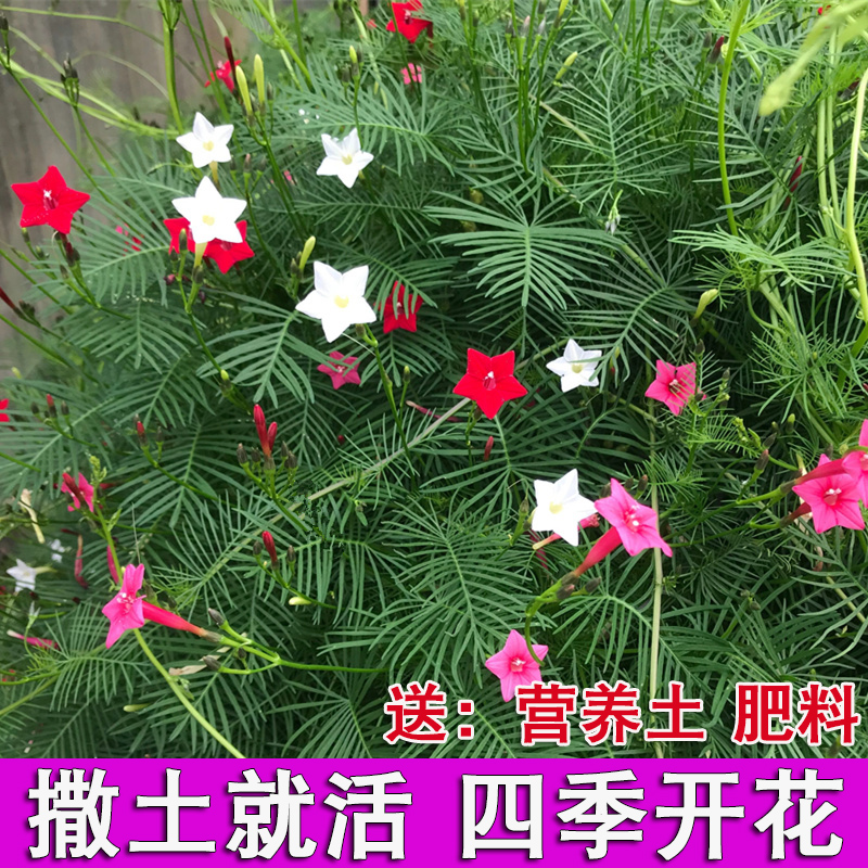 羽叶茑萝花种籽夏秋开花爬藤花卉