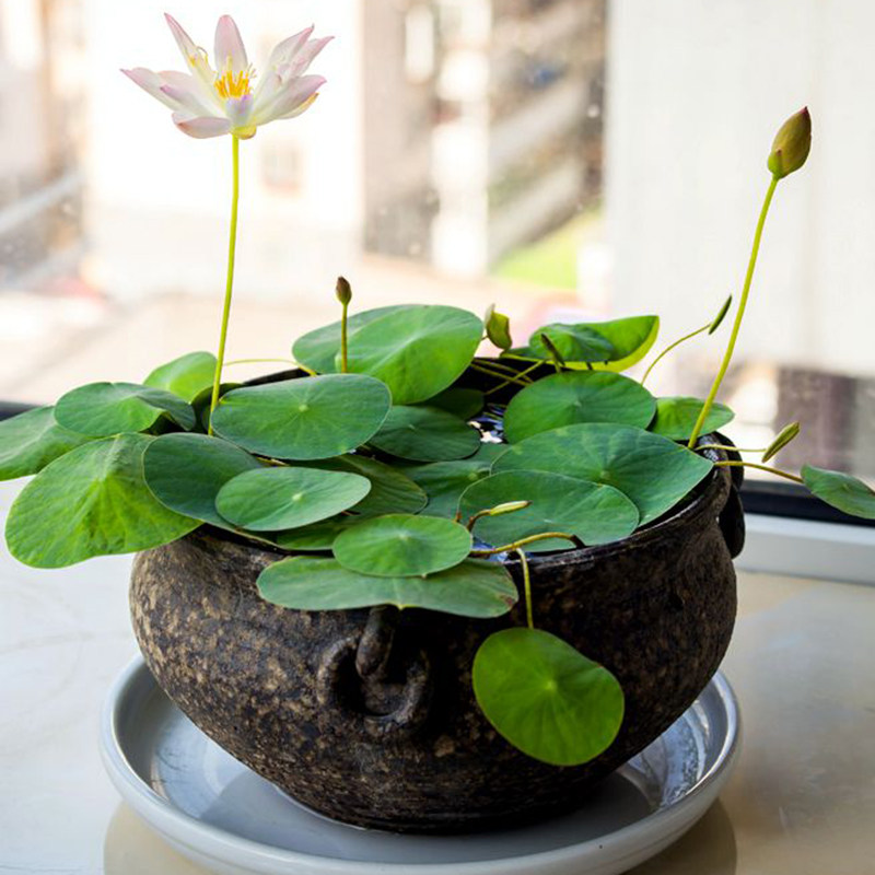 碗莲种子微型莲种藕花卉水生培养植物迷你四季室内外小型荷花种籽