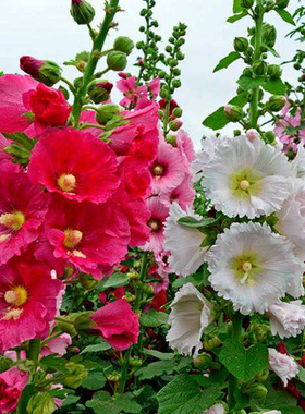 重瓣蜀葵种子四季易种开花多年生宿根室外庭院大麦熟一丈红花种籽